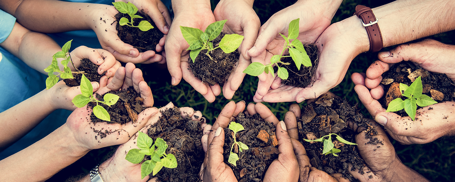 Hands holding plants in the soil