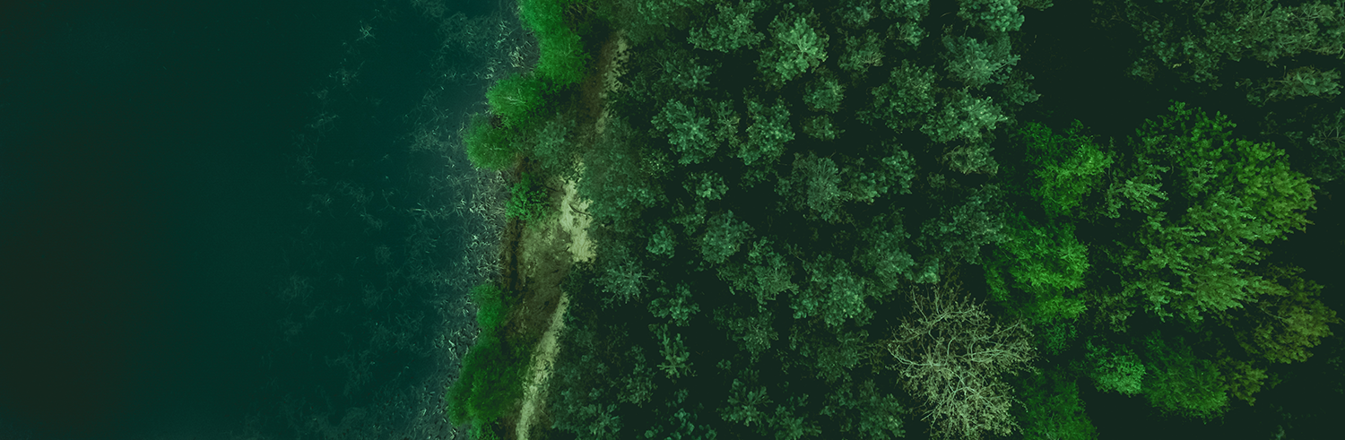 Forest bordering a beach